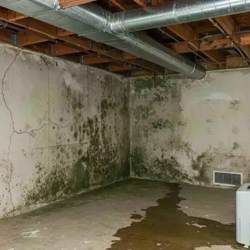 Professional Mold Removal in Canyon City, OR